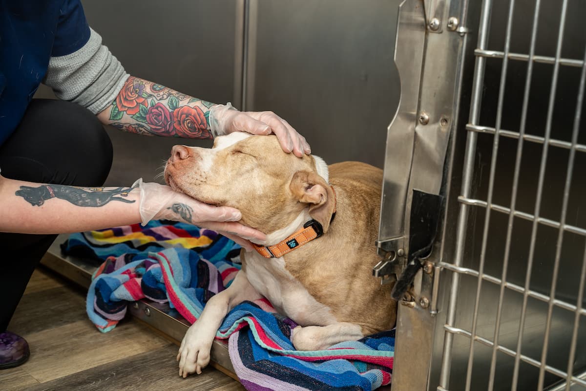 Homepage Animal Medical Center of Jonesboro